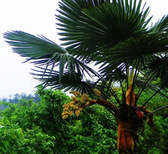 种植致富药材_农村致富经中药材种植_农村中草药种植致富