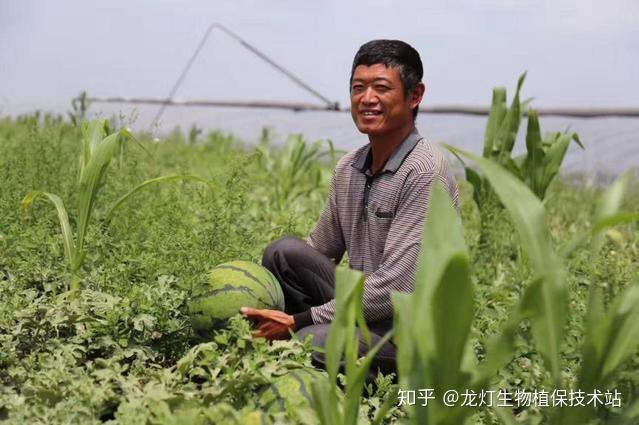 学习西瓜种植如何压蔓，争取今年有个好产量！