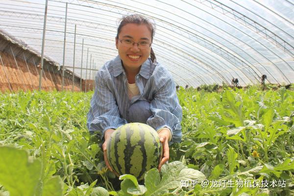 致富经熙棋甜瓜种植视频_致富经熙棋甜瓜种植视频_致富经熙棋甜瓜种植视频