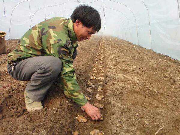 鲜生姜怎么种植技术_鲜生姜怎么种_生姜种植新技术