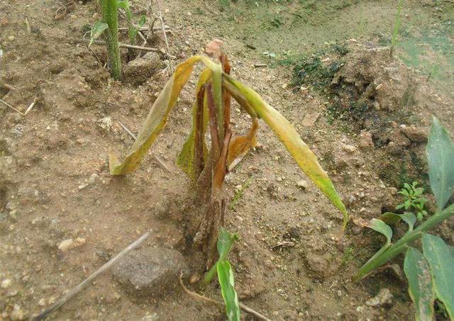 鲜生姜怎么种_鲜生姜怎么种植技术_生姜种植新技术