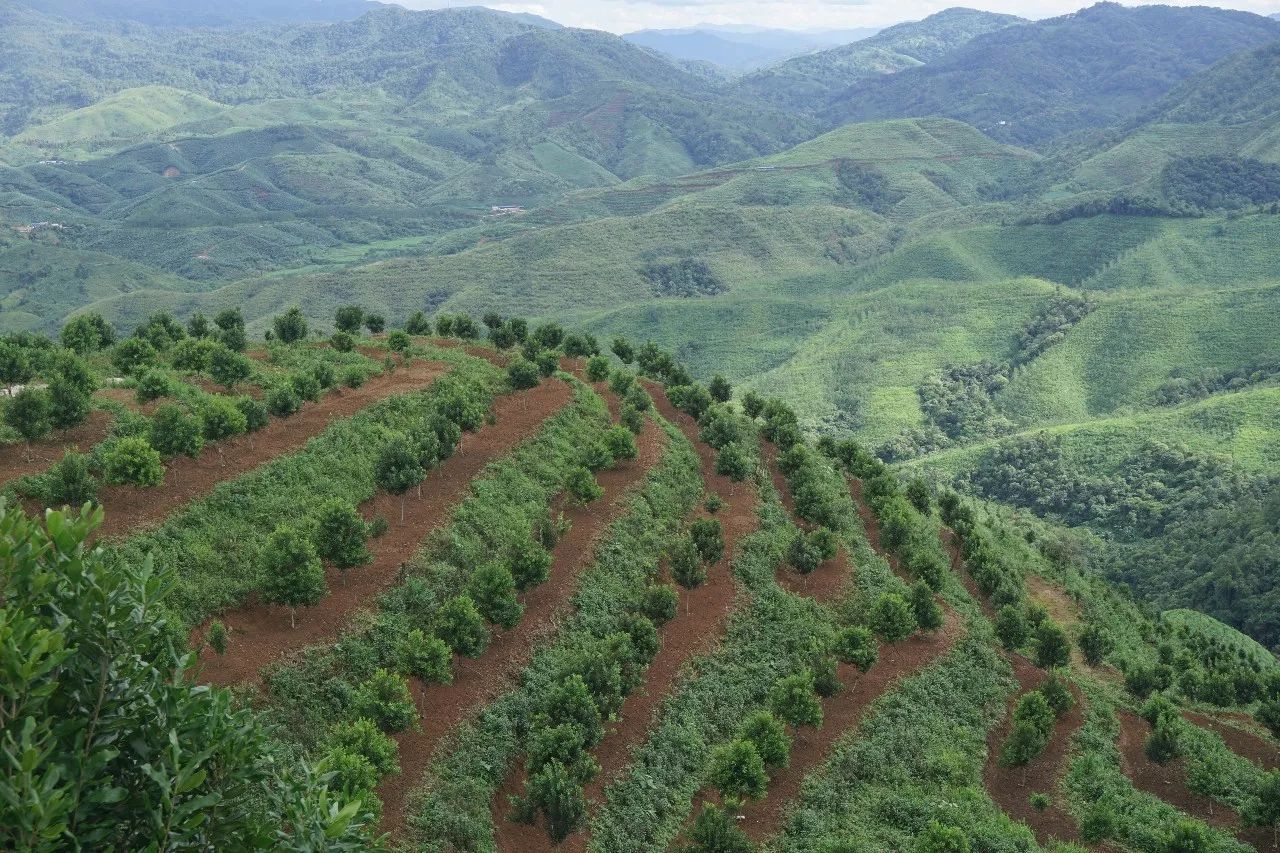 夏威夷果种植条件气候_致富经夏威夷果种植_夏威夷种植基地栽培技术