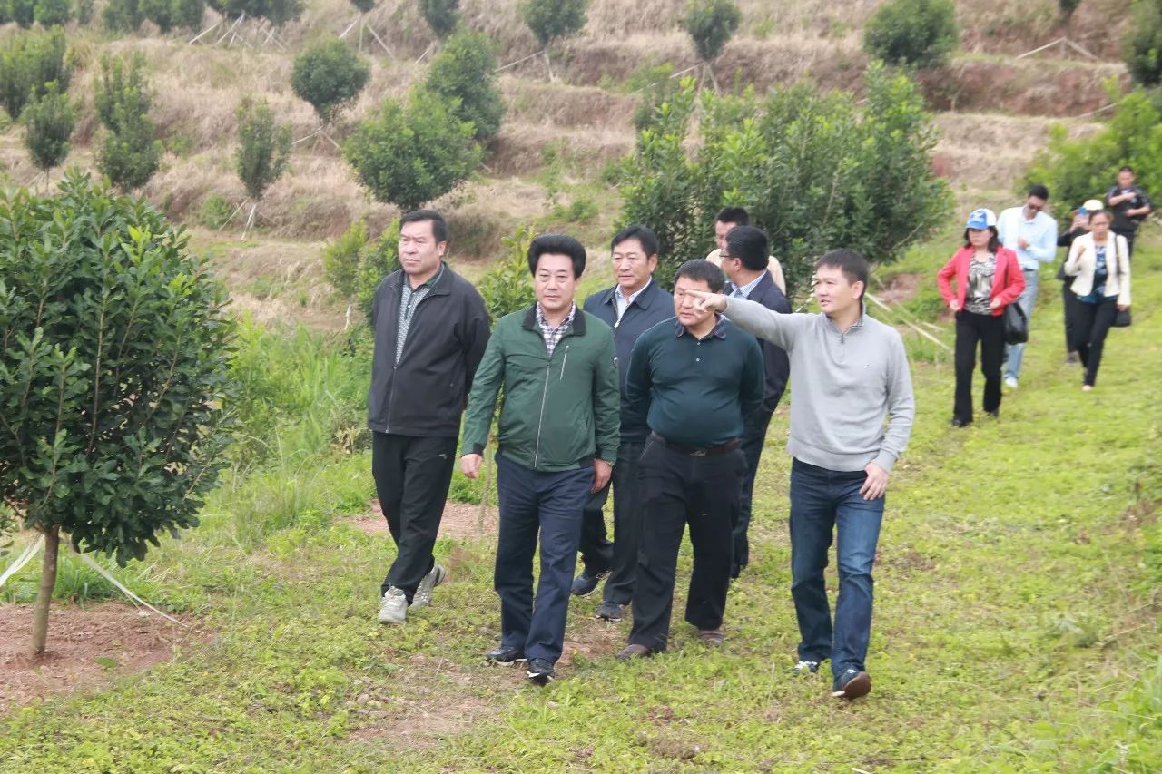 夏威夷种植基地栽培技术_夏威夷果种植条件气候_致富经夏威夷果种植