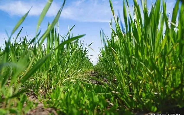 小麦冬种植技术要点_冬小麦种植技术_小麦冬种植技术与管理