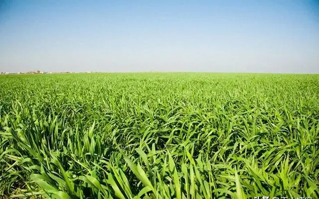 小麦冬种植技术要点_冬小麦种植技术_小麦冬种植技术与管理