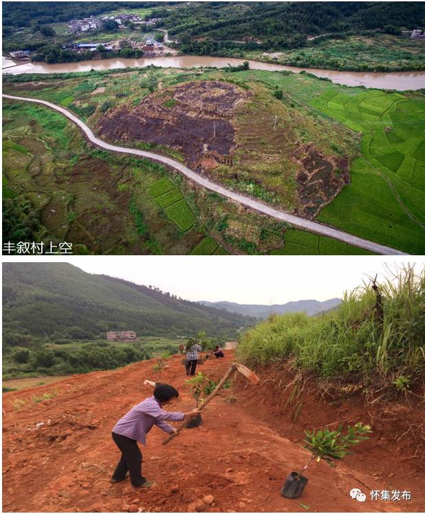 夏威夷果种植范围_致富夏威夷种植果树视频_致富经夏威夷果种植