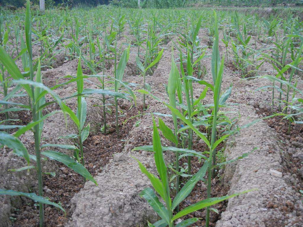 生姜种植新技术_鲜生姜怎么种植技术_鲜生姜怎么种