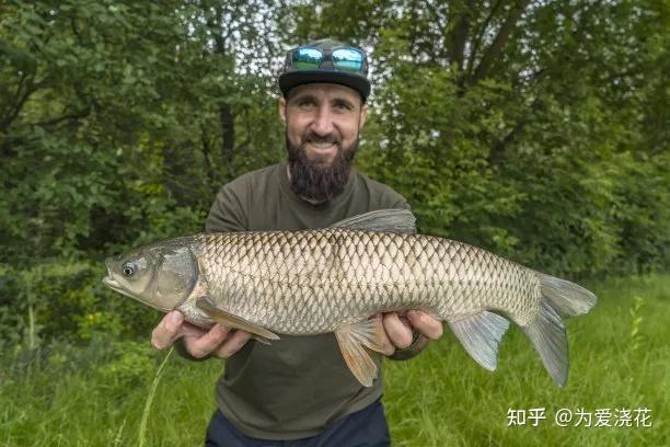 草鱼吃什么鱼粮长得快 不同阶段的草鱼饲料配方盘点 草鱼的前世今生