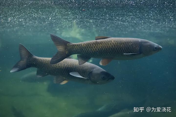 养殖草鱼的技术_养草鱼技术指导_草鱼的养殖技术要点