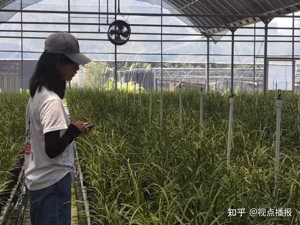 昆明种植兰花致富_云南兰花种植批发基地_昆明兰花种植销售基地