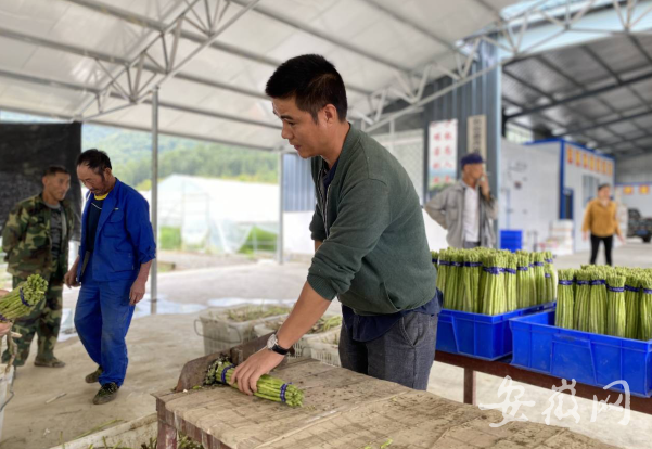 芦笋金蝉种植致富视频_芦笋金蝉养殖技术视频_芦笋套种金蝉