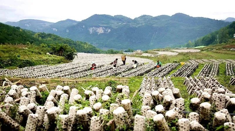 黑木耳种植三农致富经_黑木耳种植成本及利润_农广天地黑木耳种植技术