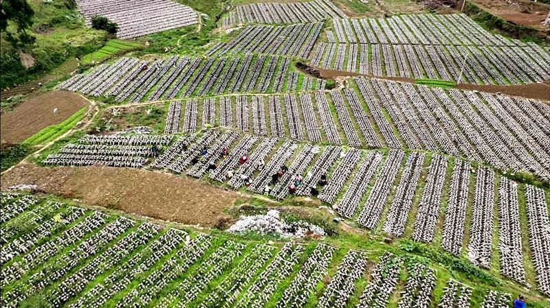 黑木耳种植成本及利润_黑木耳种植三农致富经_农广天地黑木耳种植技术