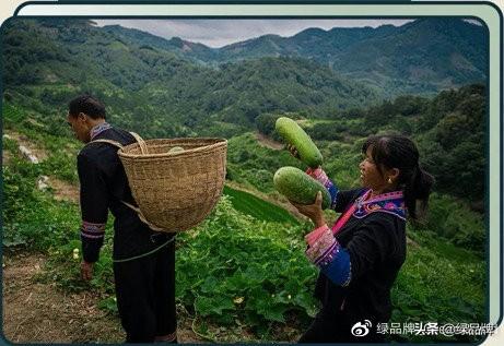 冬瓜种植视频播放_种植冬瓜致富视频_冬瓜技术种植视频