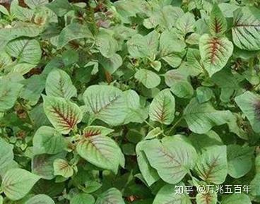 农民种植这几种野菜，曾经无人问津，如今身价翻倍！