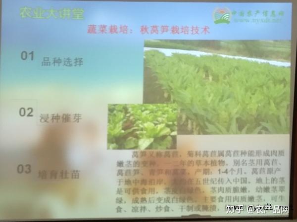 蔬菜栽培：秋莴笋栽培技术