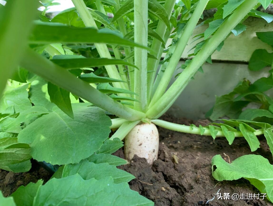 种萝卜了，这样种植白萝卜，产量高得很，又白又大