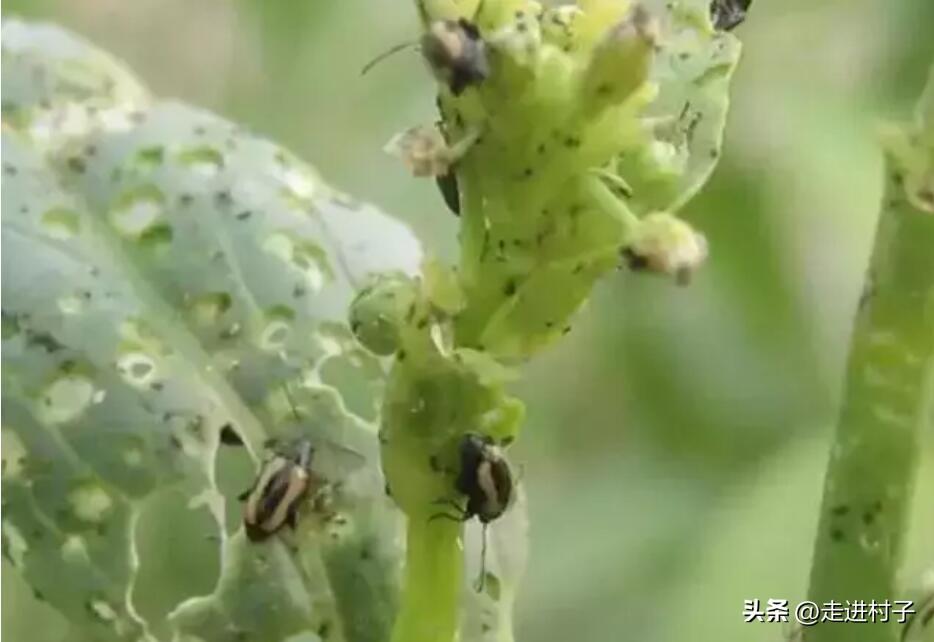 种植白罗卜亩产效益_白罗卜怎么种植技术_种植白萝卜技术