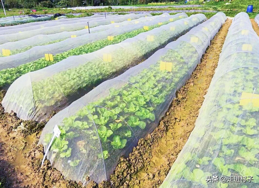 种植白罗卜亩产效益_白罗卜怎么种植技术_种植白萝卜技术