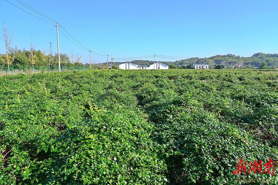 种植冬瓜致富视频_种植冬瓜挣钱吗_冬瓜技术种植视频