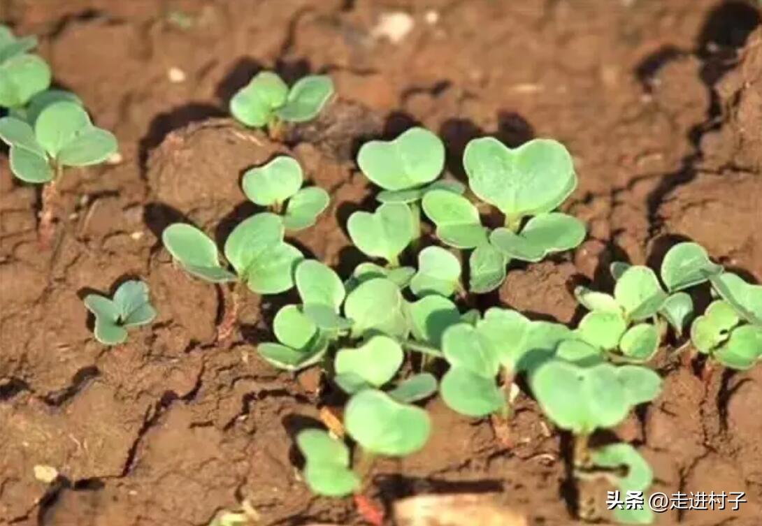 白箩卜种植_种植白萝卜技术_白罗卜怎么种植技术