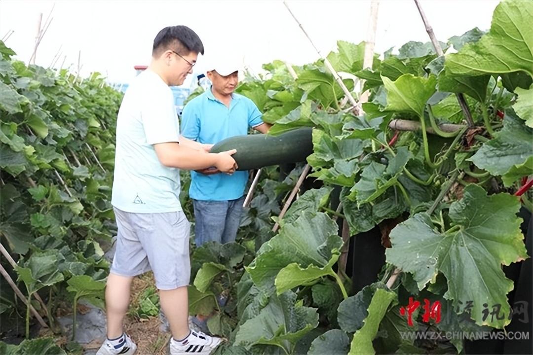 种植冬瓜致富视频_冬瓜种植技术与管理视频教程_冬瓜种植视频播放