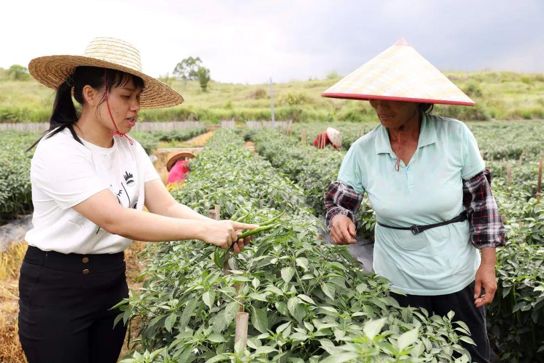 椒的种植技术_线椒种植技术播种时间_种椒树苗的方法