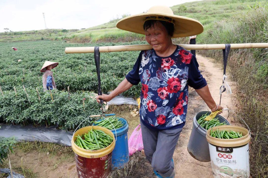 线椒种植技术播种时间_椒的种植技术_种椒树苗的方法