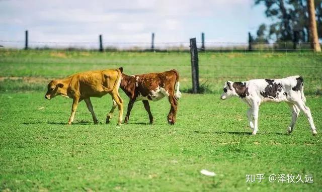 母牛养殖技术如何催奶_母牛催奶料喂什么时候不喂了_母牛催奶药什么药好使