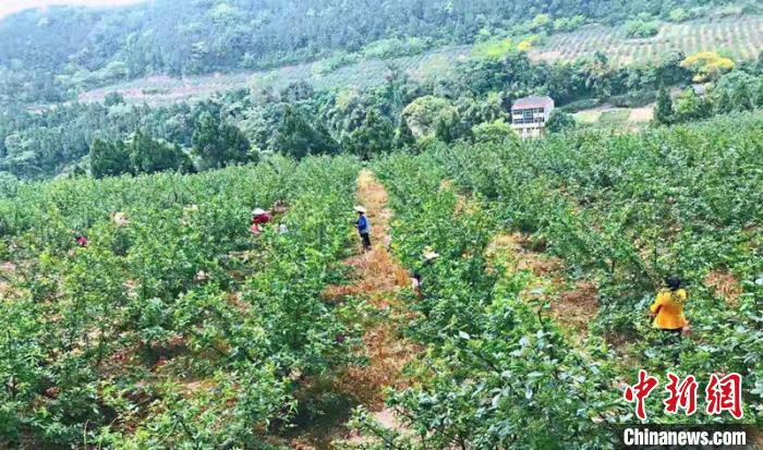 位于四川南充西充县凤鸣镇圭峰院村的花椒基地。　李同周 摄