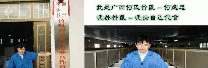 竹鼠的养殖与繁殖技术_竹鼠人工养殖_竹鼠养殖成本与风险