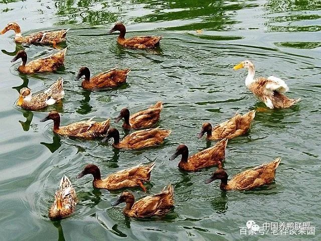 养鸭技术视频雏鸭养殖_鸭雏养鸭技术_鸭雏怎么养殖技术