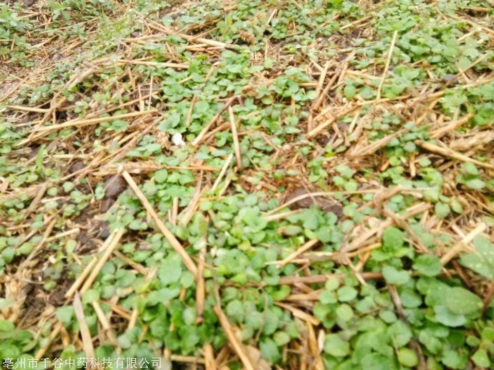 改良瓜蒌种植技术_瓜蒌种植与管理_瓜蒌高效栽培技术初探