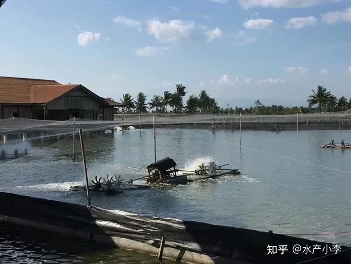 鲤鱼鱼苗养殖技术_鲤鱼养殖鱼苗技术要点_鲤鱼养殖鱼苗技术与管理