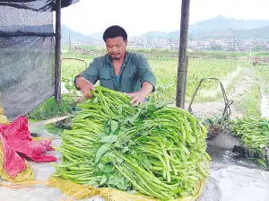 空心菜采收