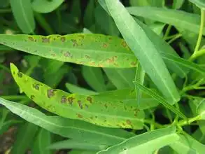 空心菜病