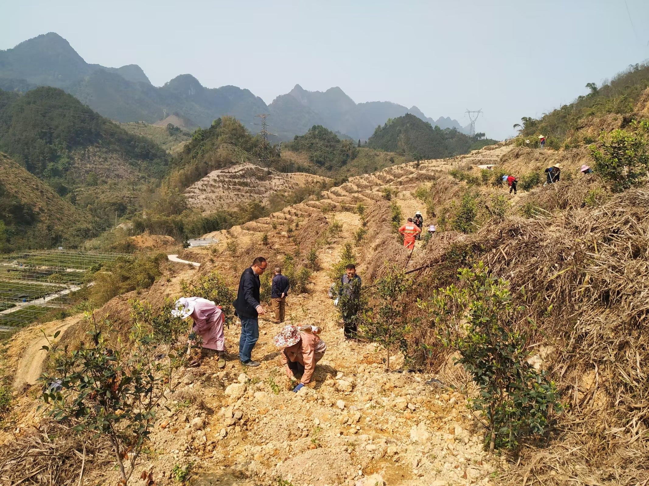 种植致富经_致富种植视频全集_种植岗梅致富吗