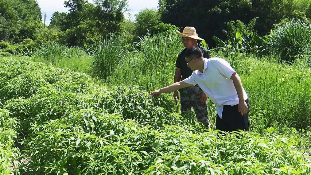 致富种植视频全集_种植致富经_种植岗梅致富吗