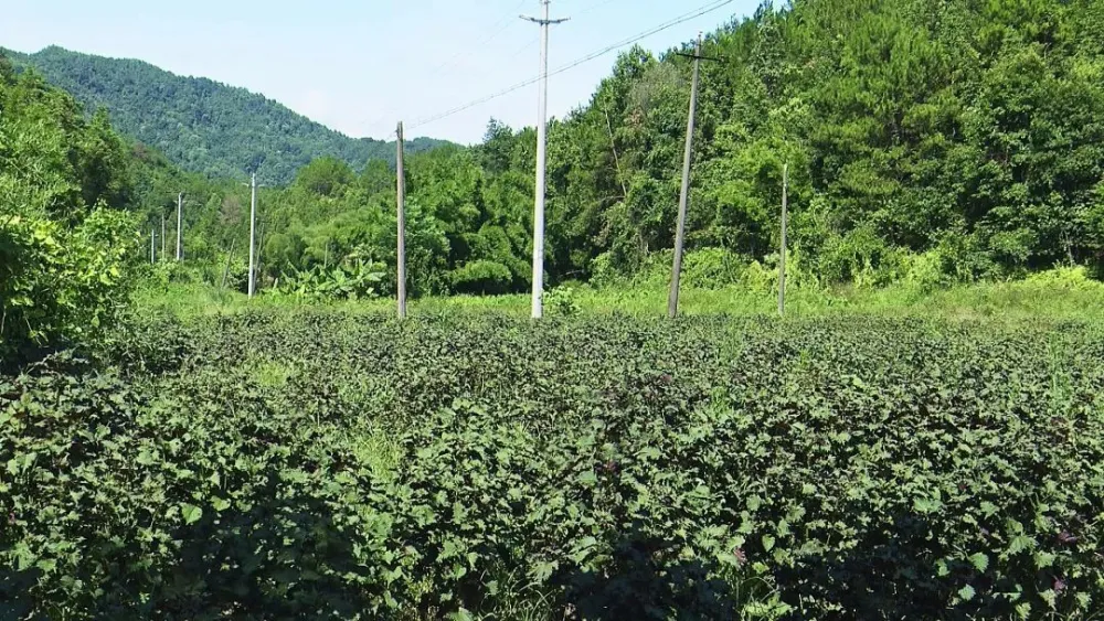 种植致富经_致富种植视频全集_种植岗梅致富吗