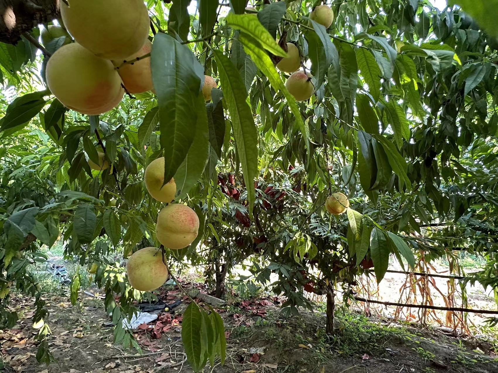 致富村民种植果树视频_农民致富种植项目_村民种植致富果