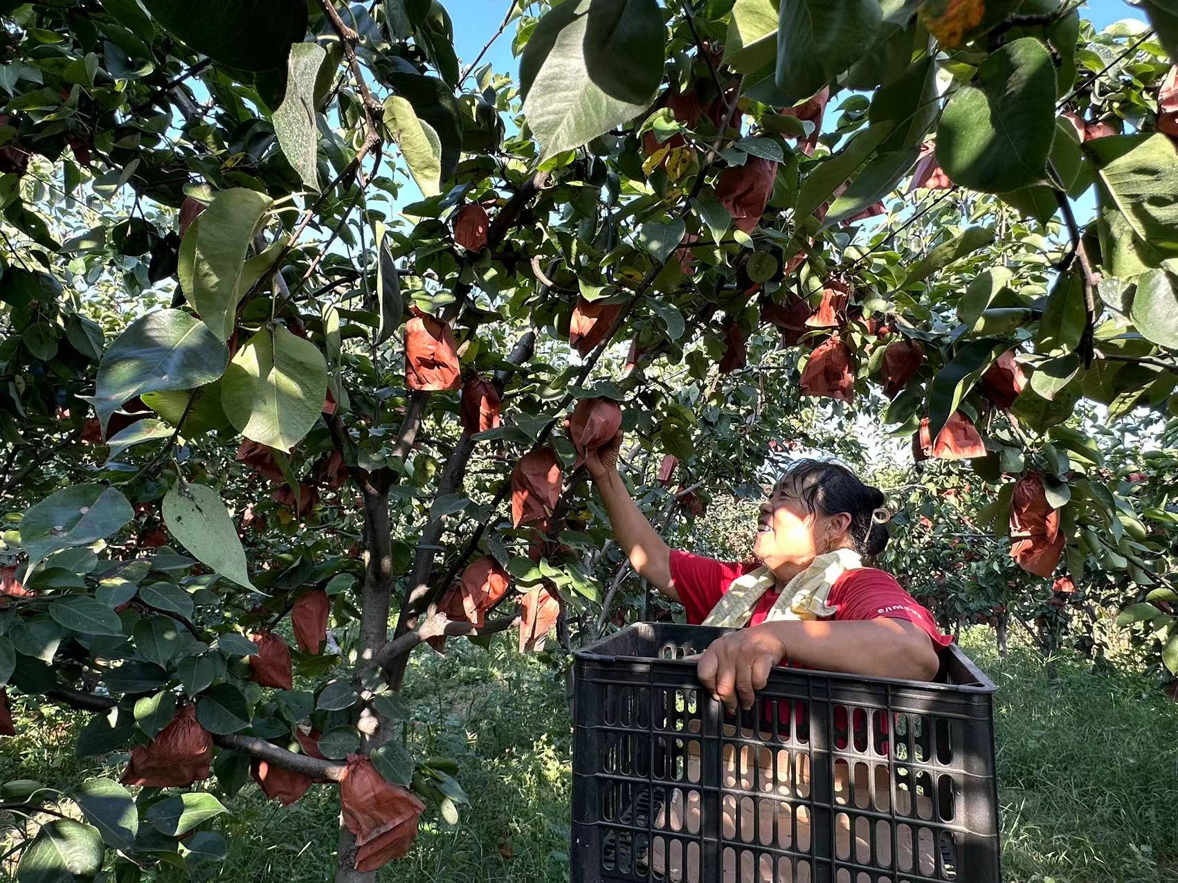 农民致富种植项目_致富村民种植果树视频_村民种植致富果