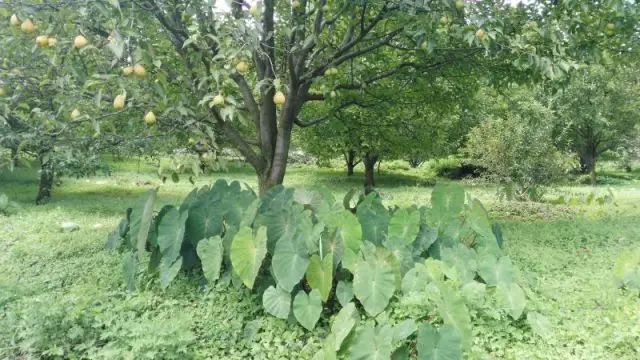 树苗种植黄皮技术要点_黄皮树苗和种植技术_黄皮树苗怎么种才活