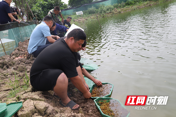 300万只澳洲淡水龙虾落户大通湖