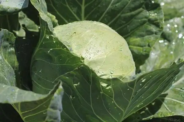 卷心菜种植技术