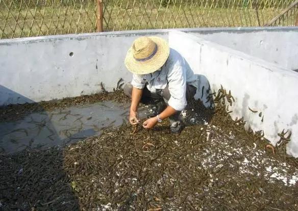 野猪养殖基地视频_野猪养殖技术视频_养殖野猪 致富视频