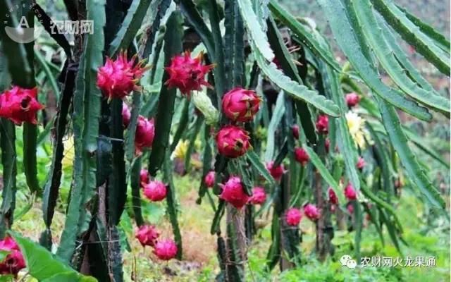 使用这个种植模式，火龙果产业竟带动全县1.5万人脱贫致富！