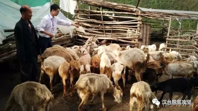 汉中养殖业什么最赚钱农村_汉中养殖致富历程_汉中养殖基地