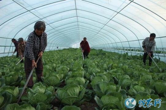 大棚甘蓝种植技术、大棚种植甘蓝的三个要点！