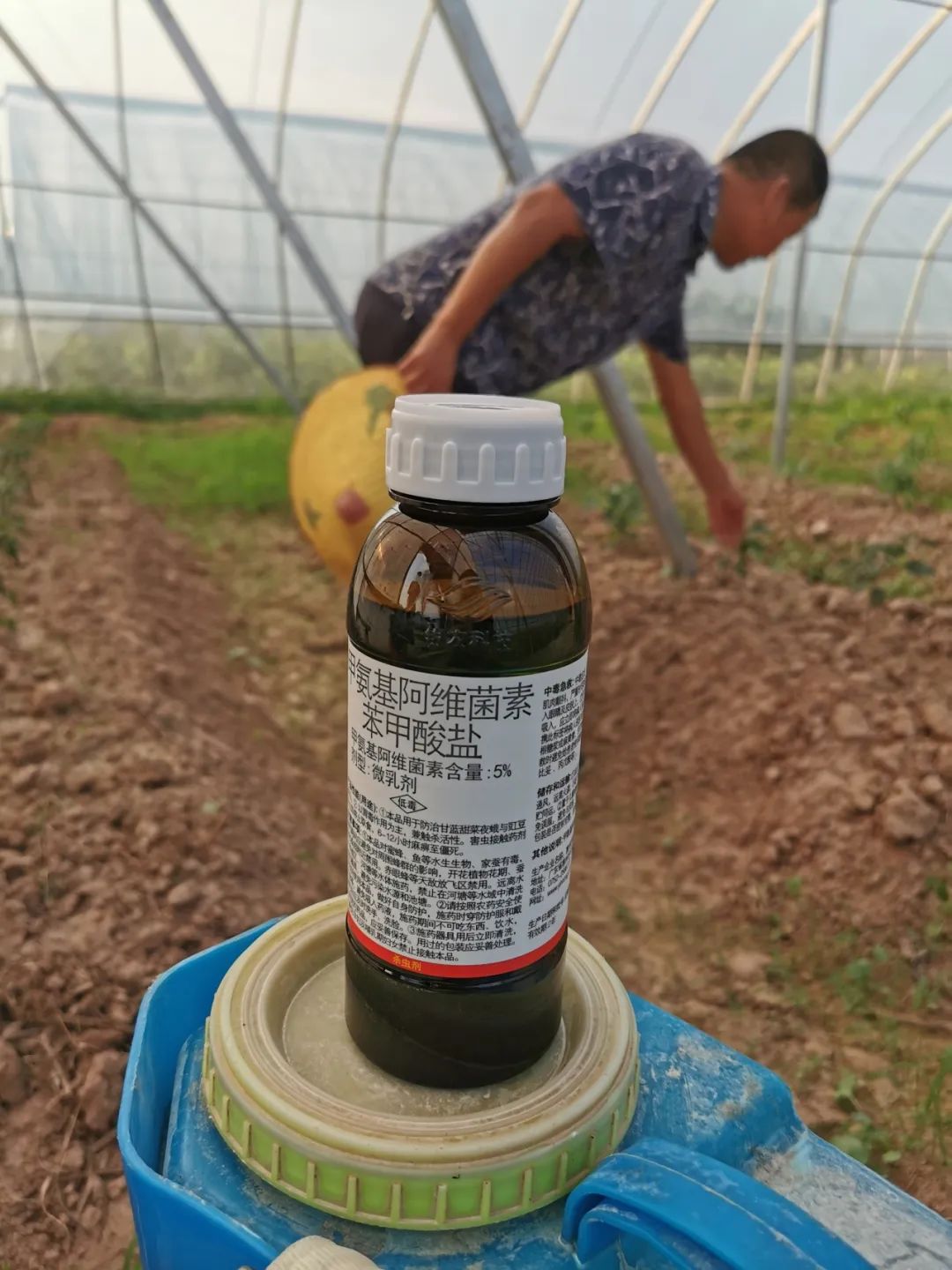 大棚致富项目_蔬菜大棚致富经视频_视频致富蔬菜大棚怎么做