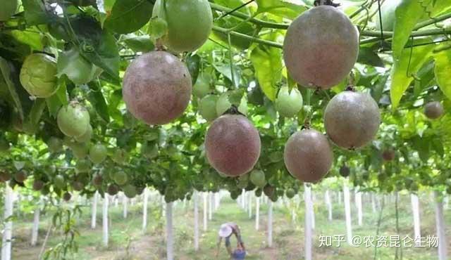 百香果种植技术书_果香植物_香果的种植方法